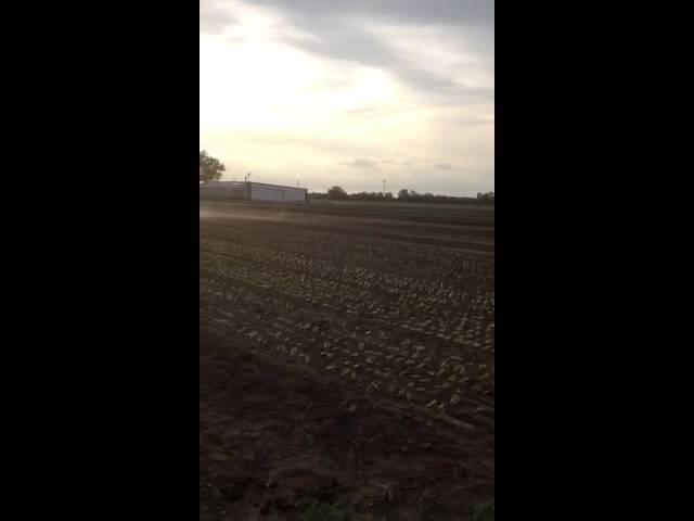 Irrigating Baby Lettuce