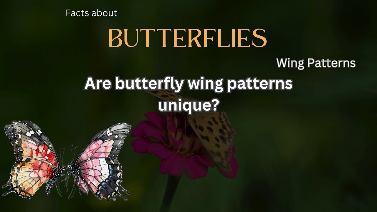 Butterfly Fact 38 - Are butterfly wing patterns unique?