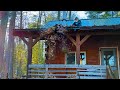 Trees growing on our roof?  || CABIN LIVING IN THE NORTH WOODS