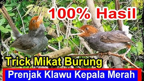 Mikat Burung Prenjak Klawu, Burung lain ikut Kepancing emosi