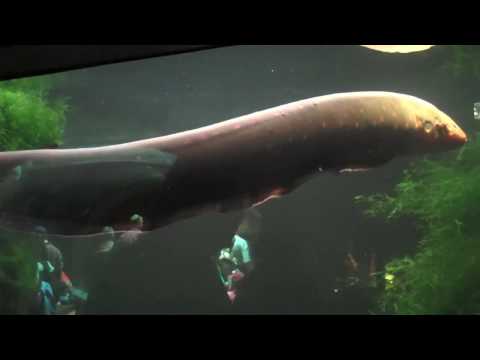 San Francisco: Best of the Academy of Science