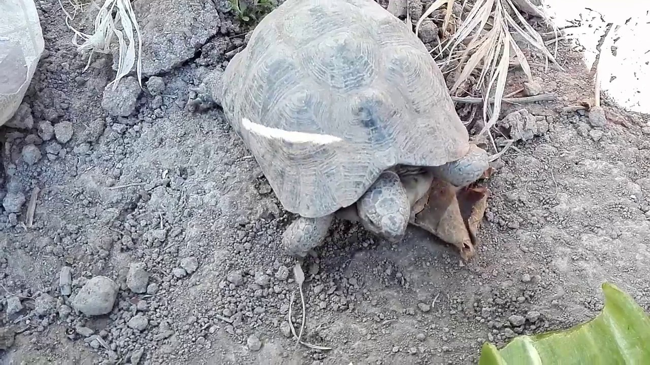 Las Tortugas Salen de su Hibernación naturaleza definicion