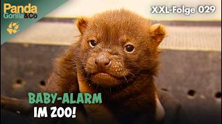 XXL-Nachwuchs Spezial: Ganz viele Tierbabys im Berliner Zoo | Panda, Gorilla & Co.