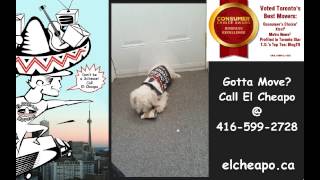 El Cheapo Movers Ltd. Presents This Job Is Dawg Gone Hard