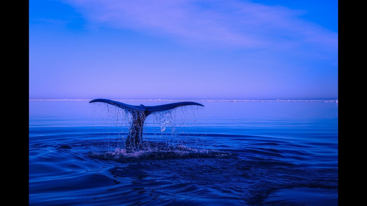 8 Hours of Whale Sounds Deep Underwater for Sleep and Relaxation