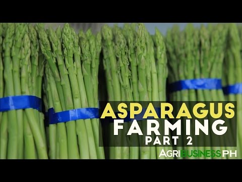 Como a crescer e colheita espargos | Espargos parte agrícola 2