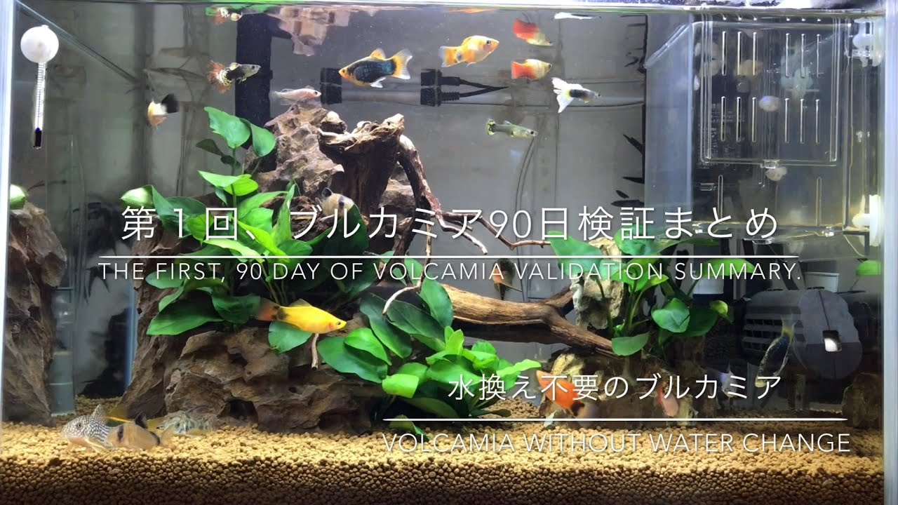 90 水換え不要のブルカミア水槽を立ち上げました I Started Volcamia Tank Without Water Change Youtube