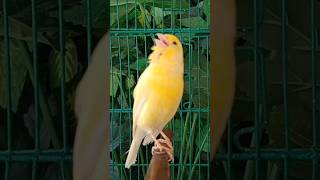 Download Lagu chant singing canaries تغريد الكناري MP3