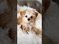 @rinda_latte_uyu #チワプー #犬のいる暮らし