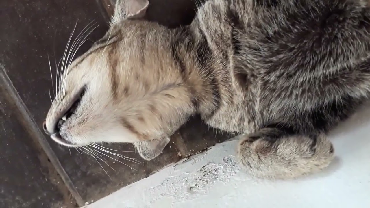 Boobok siang dulu guessss