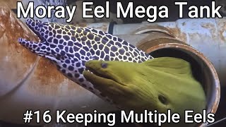 Moray Eel Mega Tank  16  Keeping Multiple Eels