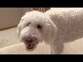 Goldendoodle Barking