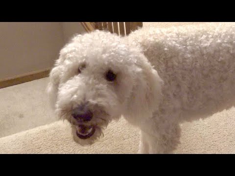 Goldendoodle Barking