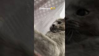 Не пустили гулять 😅🥹 #cat