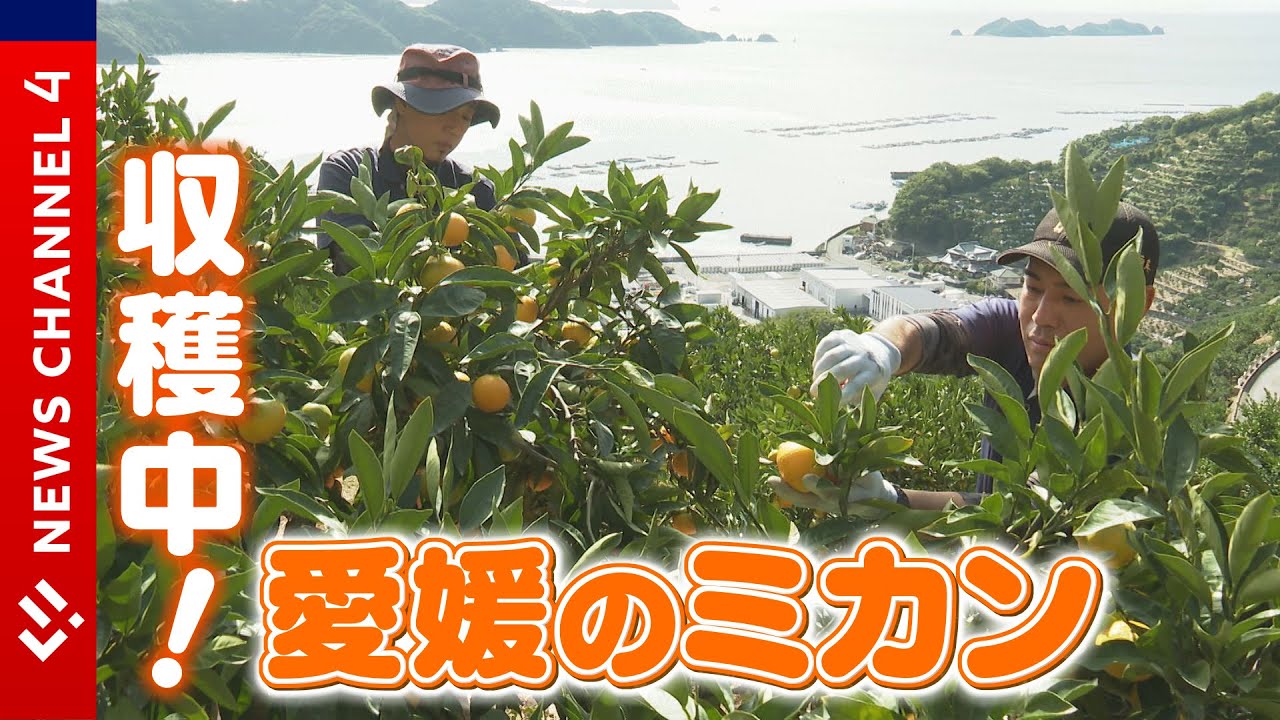 【愛媛のミカンは世界一】今年の出来は？日本一のマダイを使った新商品も＜NEWS CH.4＞
