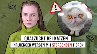 Qualzucht bei Katzen & wie Influencer (petfluencer) für Tierquälerei werben und Tierleid verursachen