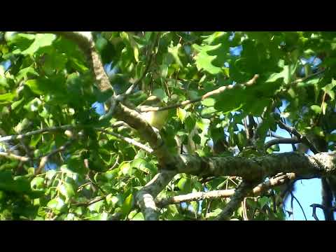 Great tit chick