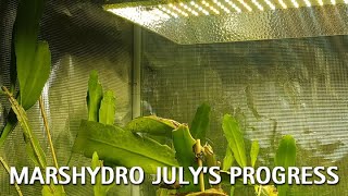 Mars Hydro TSL2000 LED July's Plant Progress