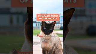 5 CHARACTERISTICS of SIAMESE Cat 💗
