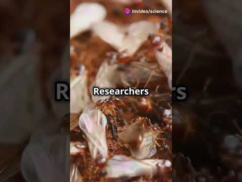Asexual Reproduction in