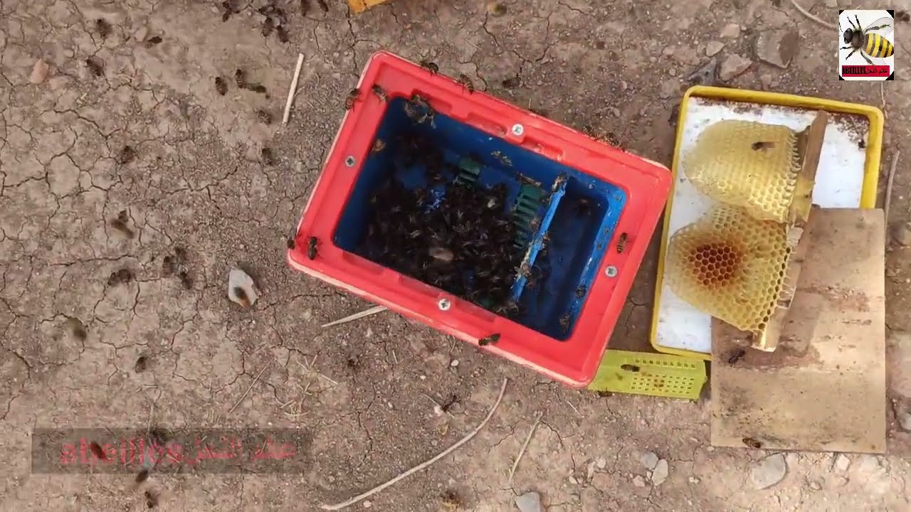 درس تطبيقي لطريقة تحضير نوية تلقيح ملكات النحل بسهولة تامة