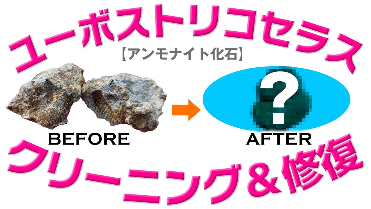 アンモナイト化石　クリーニング＆修復