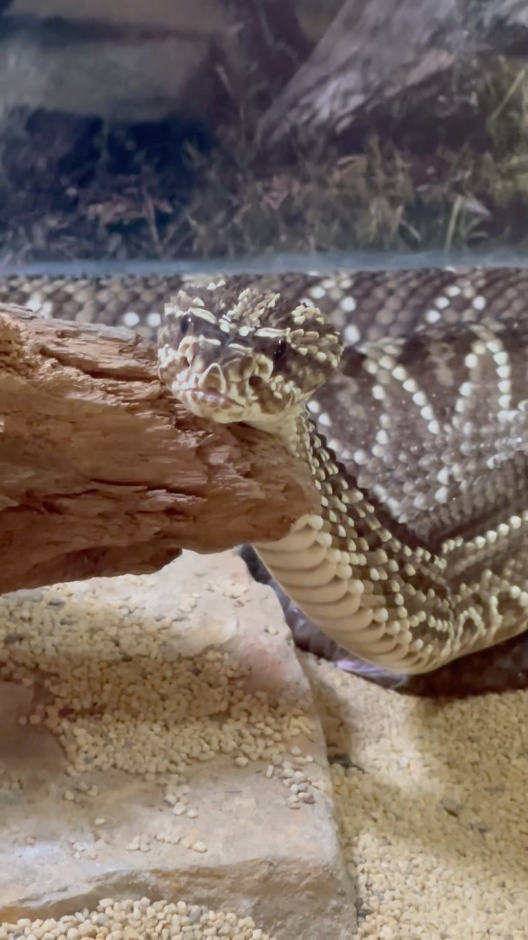 Gorgeous Snake