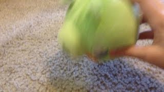 Angry Birds Plush Ep 1 Plot