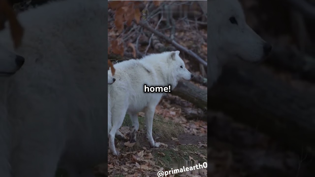 Wolf wonders:Unleash the wild