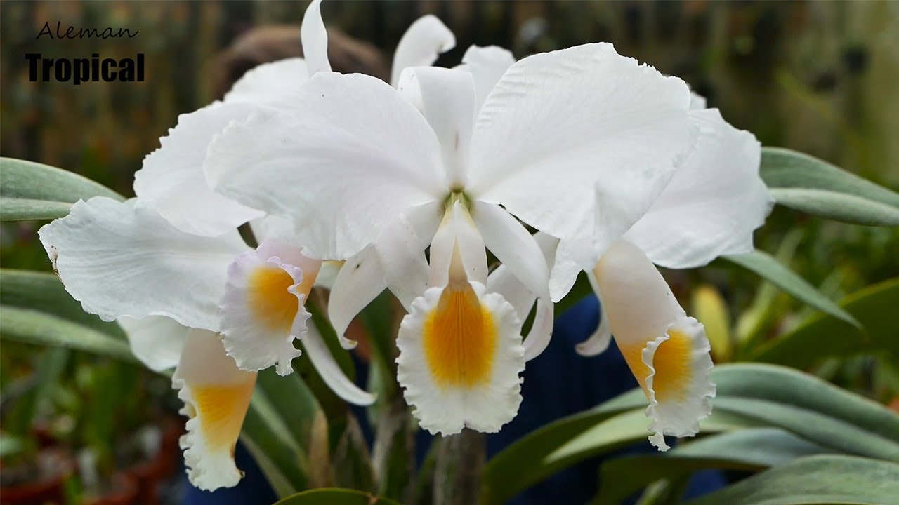 Cattleya trianae var. concolor - Orchideen Pflege leicht gemacht!