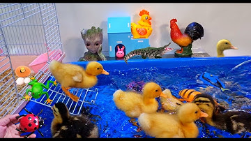 Tổng hợp video cá cảnh đẹp, động vật dễ thương, vịt, cá lia thia, cá betta, cá lau kiếng