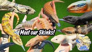 Meet ALL of our SKINKS!!