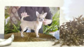 Chihuahua Leon