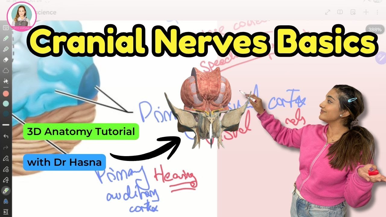 クレニアルスタディ・ガイド Tri-State Cranial 編 maxresdefault.jpg