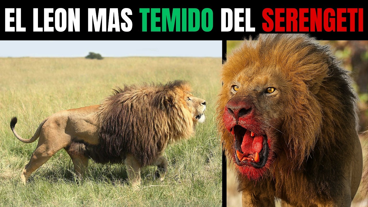 LEÓN – BAKARI: El MONARCA que Reinó 20 AÑOS y Sobrevivió a 3 GENERACIONES