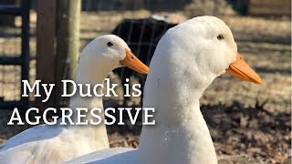 How to deal with an AGGRESSIVE DUCK