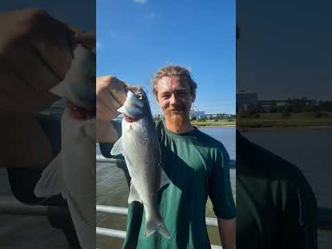 Bass plaice eels Dock Road #bassfishing #seafishing #subscribe #shorefishing #wales #fishing