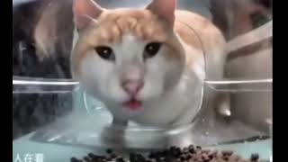 Кот ест корм и смотрит на камеру - мем, шаблон