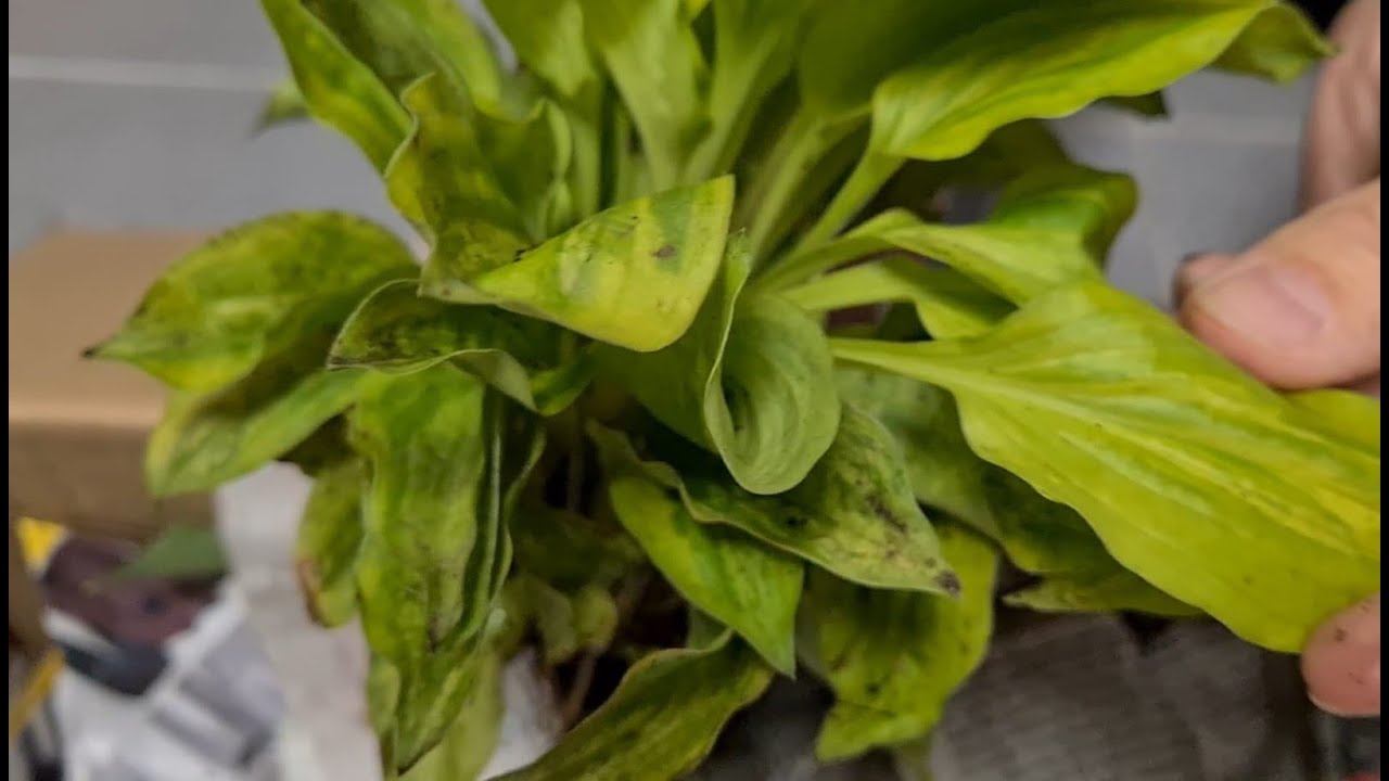 Распаковка хост - 1. Посылка