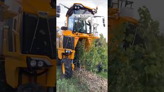 Field Demo Of Grapes 🍇 Harvester Gl 6 || Made By Gregoire France || #Shorts