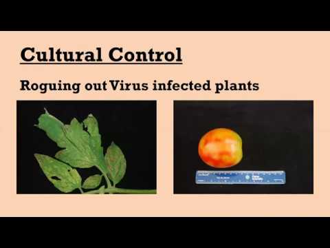plant-disease-management-101