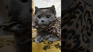 65. Дом в селе! Наша Мышка! #домвселе #Мышка #котики #домашниеживотные