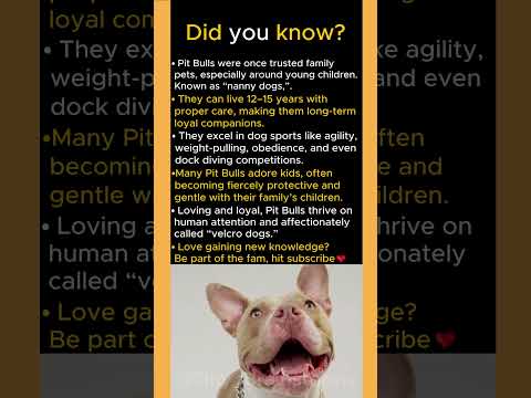 Why Pit Bulls Were Historically Known As Nanny Dogs