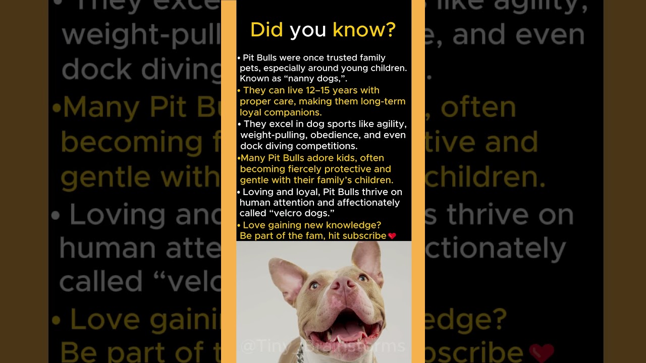 Why Pit Bulls Were Historically Known As Nanny Dogs