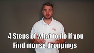 Famous 4 Steps of what to do if you find mouse droppings Wealth