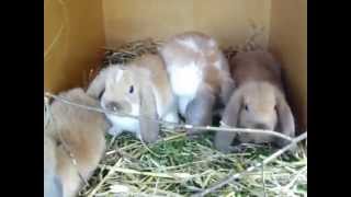Kleinwidder Madagaskarschecke, Jungtierschau Gipf-Oberfrick, Petit Bélier