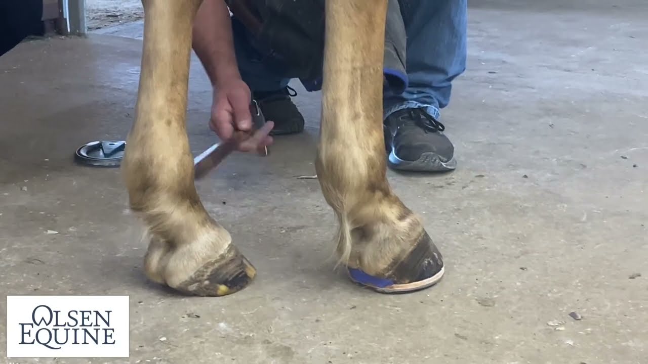 CAN YOU HEAR THAT? Quick White Line Disease Tip!