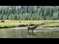 Group of Elks (wapiti) in Yellowstone