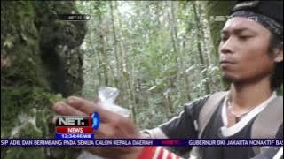 Suku Dayak Bekatik Pantang Tebang Pohon - NET 12
