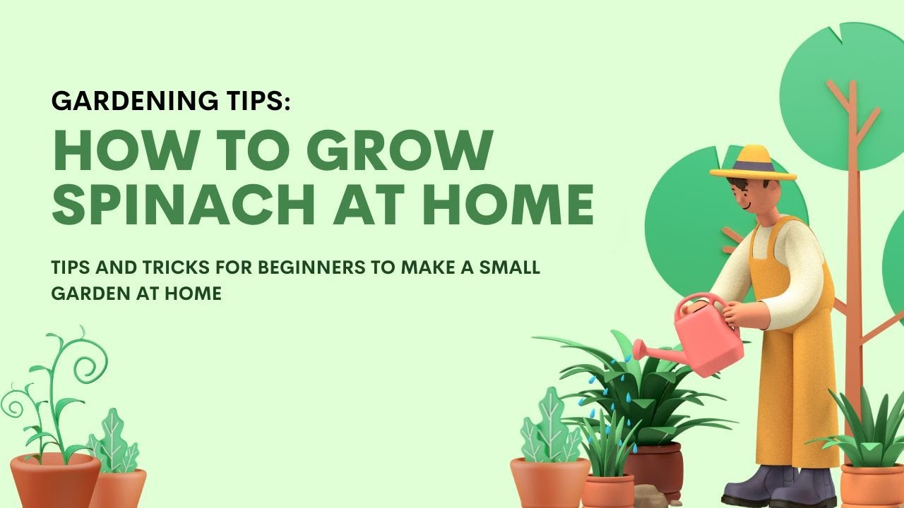 How to get 90 germination Rate in Spinach Farming spinach 